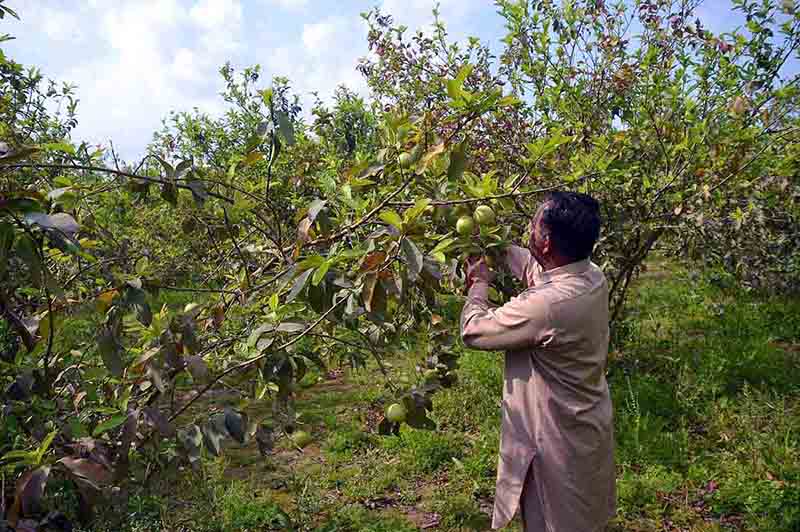 A farmer plucking guava from a tree in a fruit orchard in the area