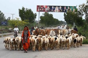 Women shepherds lead a herd of sheep and cows along the Larkana–Shikarpur Bypass Road.
