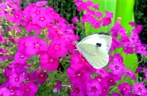 A beautiful view of flower arrangements by PHA near Canal Road.