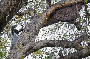 A person trying to extract honey from a honeycomb on a tree in a garden.