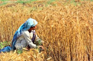 A woman farmer busy harvesting the wheat crop in her field.