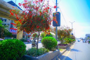 Murree Road wears a refreshing look as seasonal flowers bloom at Rehmanabad