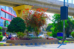 Murree Road wears a refreshing look as seasonal flowers bloom at Rehmanabad