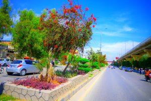 Murree Road wears a refreshing look as seasonal flowers bloom at Rehmanabad