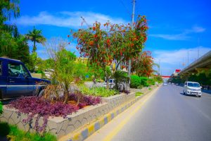 Murree Road wears a refreshing look as seasonal flowers bloom at Rehmanabad