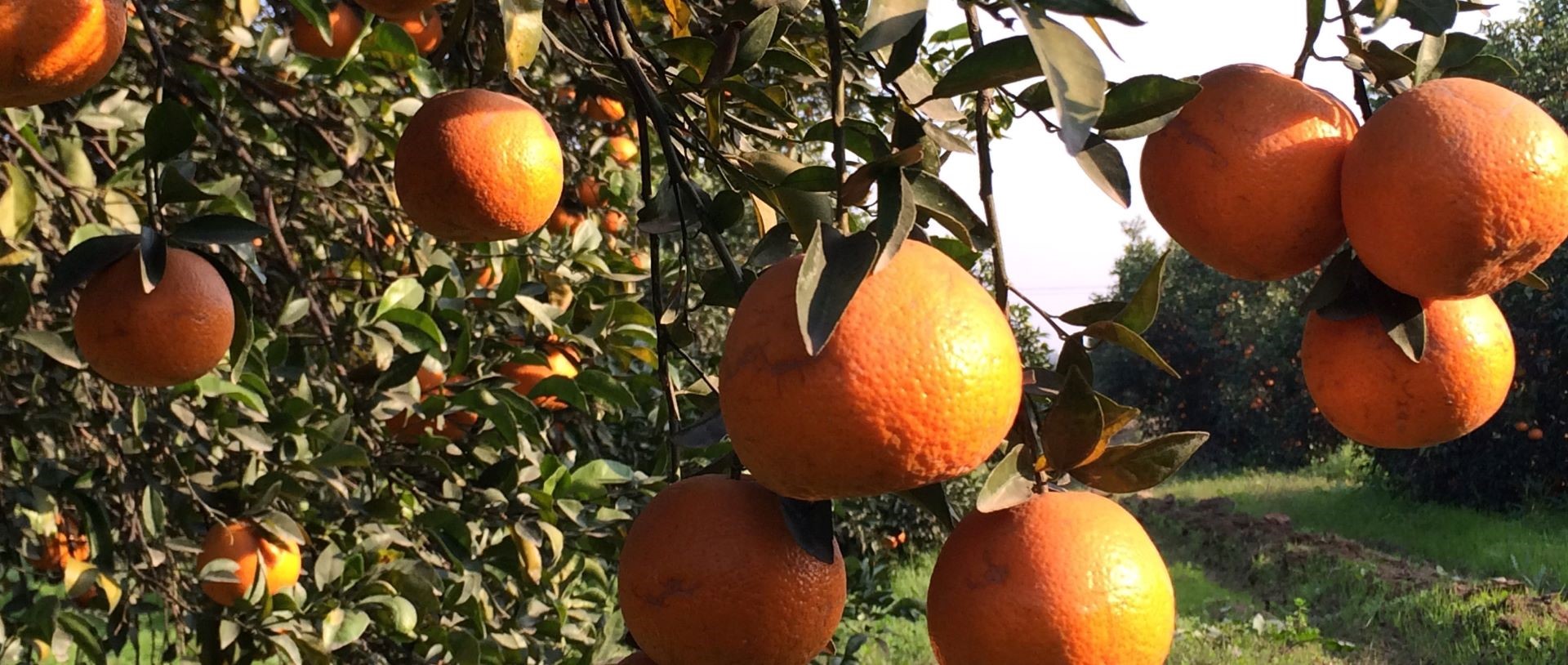 Citrus of KP: The likely casualty of IWT violations by India