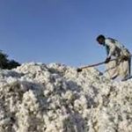 Over 5.6m cotton bales reach ginneries across Pakistan, up by 1.5 per cent