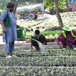 Workers busy in their routine work in a local nursery at Canal Road