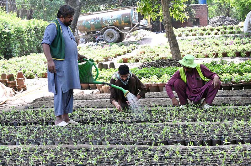 Workers busy in their routine work in a local nursery at Canal Road