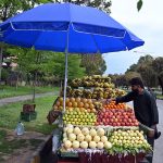 A vendor displays and sells fruits along the roadside near the G-8 area in the Federal Capital