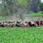 A shepherd leads and guards his herd of goats towards grazing fields on the outskirts of the city