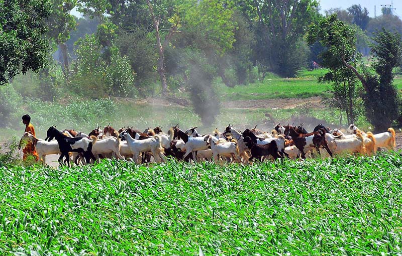 A shepherd leads and guards his herd of goats towards grazing fields on the outskirts of the city
