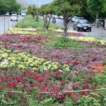 A beautiful view of colorful flowers blooming on the greenbelt to welcome spring near the G-8 area in the Federal Capital