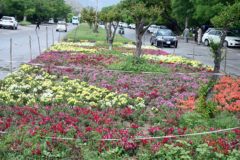 A beautiful view of colorful flowers blooming on the greenbelt to welcome spring near the G-8 area in the Federal Capital