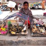 A woman vendor displays colorful chicks to attract customers along a footpath at the Friday Bazaar in Latifabad Unit 12