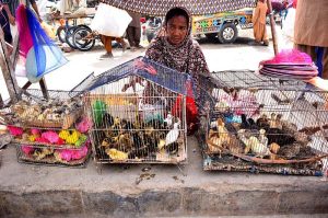 A woman vendor displays colorful chicks to attract customers along a footpath at the Friday Bazaar in Latifabad Unit 12