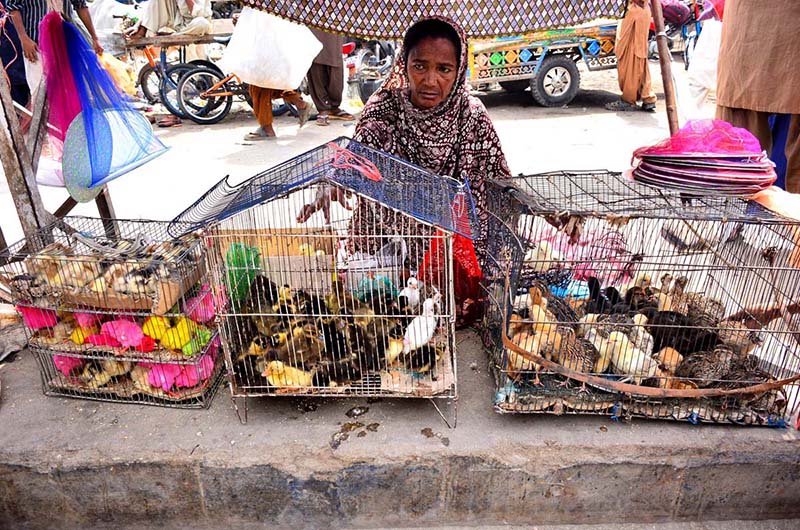 A woman vendor displays colorful chicks to attract customers along a footpath at the Friday Bazaar in Latifabad Unit 12