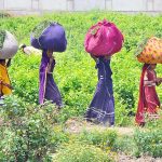 Gypsy girls carry grass bundles on their heads while walking along the Hatri Bypass area