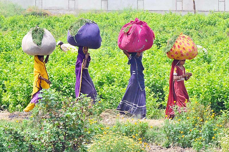 Gypsy girls carry grass bundles on their heads while walking along the Hatri Bypass area