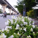 A beautiful view of colorful flowers blooming on the green belt along Murree Road in the City