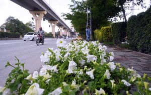 A beautiful view of colorful flowers blooming on the green belt along Murree Road in the City