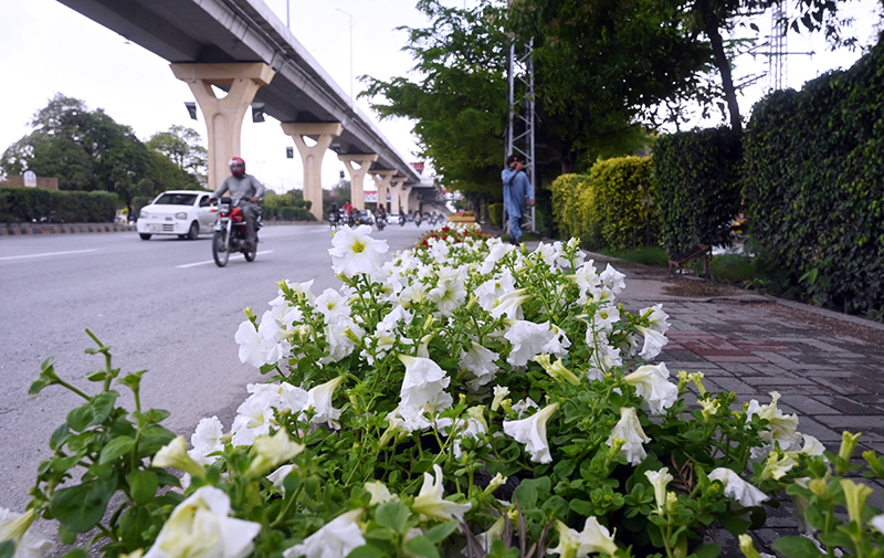 A beautiful view of colorful flowers blooming on the green belt along Murree Road in the City