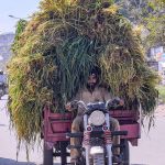 Tricycle rider transports a heavily overloaded cart of fresh grass for animal feed along a road in the Federal Capital