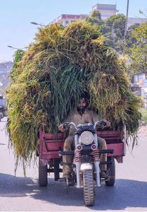Tricycle rider transports a heavily overloaded cart of fresh grass for animal feed along a road in the Federal Capital