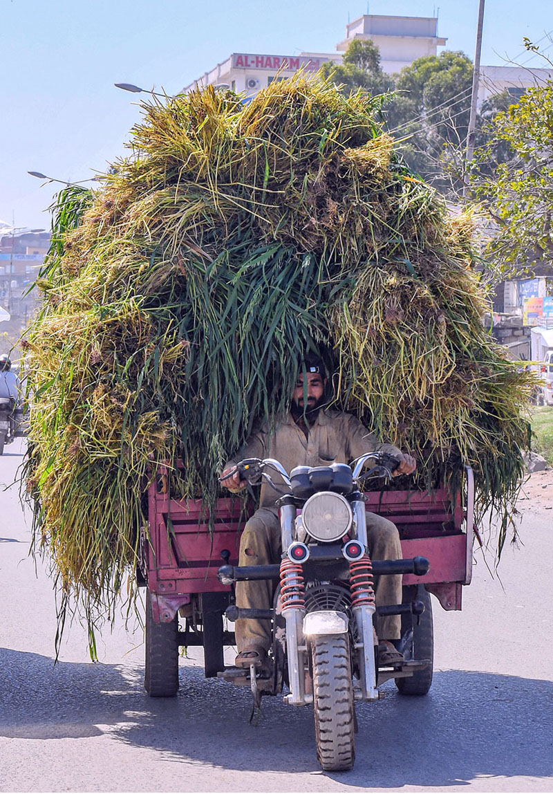 Tricycle rider transports a heavily overloaded cart of fresh grass for animal feed along a road in the Federal Capital