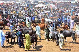 A large number of customers select and purchase cows and buffaloes at the weekly animal market near Hatri Bypass.