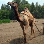 A farmer ploughs his land with a camel in preparation for peanut cultivation