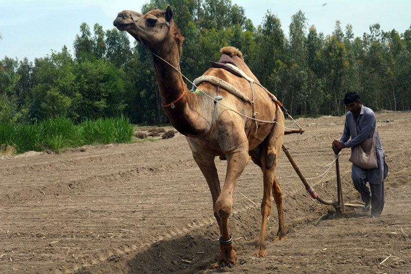 A farmer ploughs his land with a camel in preparation for peanut cultivation