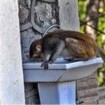 A monkey is trying to drink water from a washbasin at Daman-e-Koh in the Federal Capital