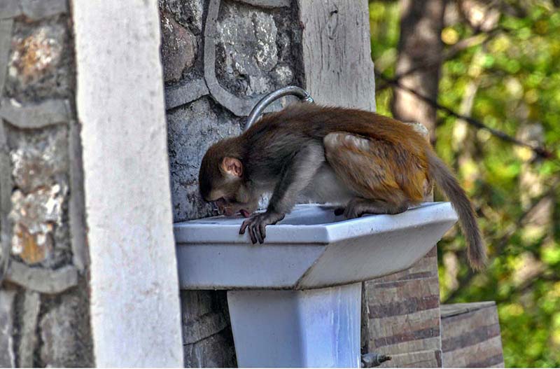 A monkey is trying to drink water from a washbasin at Daman-e-Koh in the Federal Capital