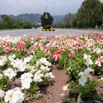 A beautiful view of colorful flowers blooming in the green belt during spring with Faisal Masjid in the background in the Federal Capital