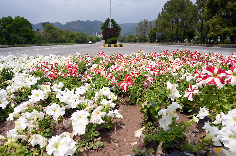 A beautiful view of colorful flowers blooming in the green belt during spring with Faisal Masjid in the background in the Federal Capital