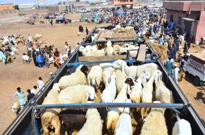 A large number of customers select and purchase cows and buffaloes at the weekly animal market near Hatri Bypass.