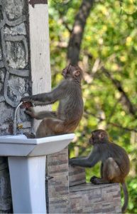 A monkey is trying to drink water from a washbasin at Daman-e-Koh in the Federal Capital