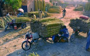 Workers weighing and tying bundles of sugarcane with ropes while loading them onto tricycle-carts for transportation to different parts of the city.