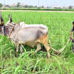 A farmer is busy ploughing his field with the help of bulls in the Tando Jam area