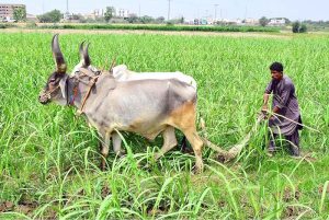 A farmer is busy ploughing his field with the help of bulls in the Tando Jam area