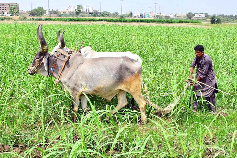 A farmer is busy ploughing his field with the help of bulls in the Tando Jam area