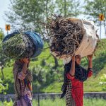 Women carry dry branches on their heads for domestic use as fuel near the Khanna Pull area in the Federal Capital