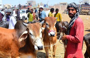 A large number of customers select and purchase cows and buffaloes at the weekly animal market near Hatri Bypass.