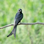 A black drongo perches on a tree branch, offering a serene glimpse of local birdlife in rural areas