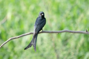 A black drongo perches on a tree branch, offering a serene glimpse of local birdlife in rural areas