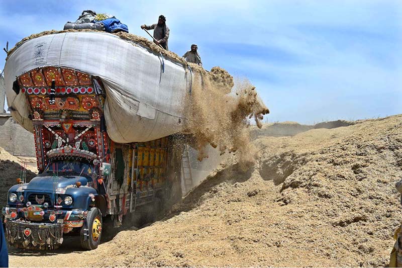 Labourers are busy unloading the chaff (husk from wheat) from delivery truck at Tarlai