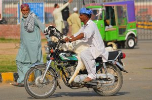 A motorcyclist balances a goat while riding along a busy road, highlighting unconventional modes of transportation amid routine city life.