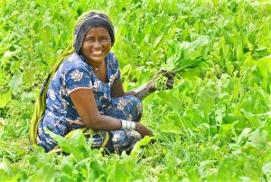 A farmer is busy ploughing his field with the help of bulls in the Tando Jam area
