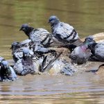 A view of pigeons bathing in rainwater on a road in Latifabad